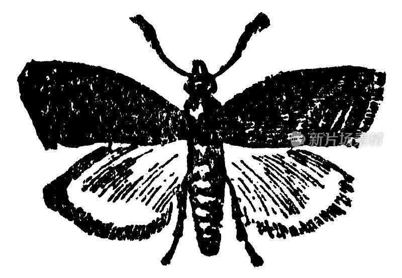 冷蛾昆虫(Cydia Pomonella) - 19世纪